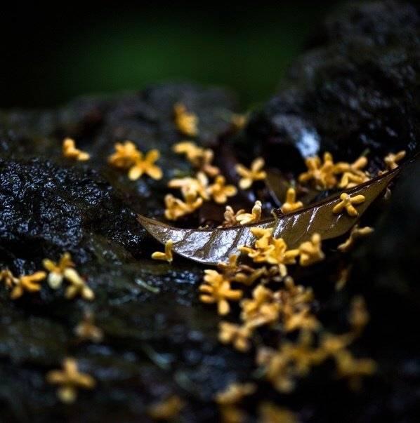 李清照|李清照指责《离骚》的词，大胆创新，其中一句大气磅礴，传唱千年