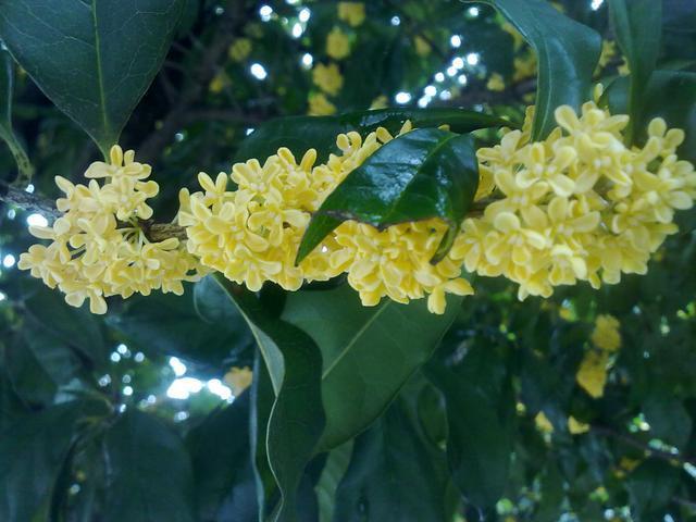 李清照|李清照指责《离骚》的词，大胆创新，其中一句大气磅礴，传唱千年