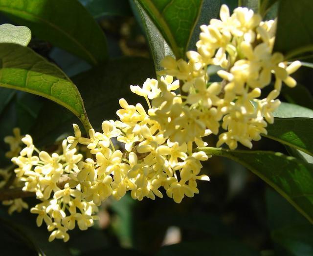 李清照|李清照指责《离骚》的词，大胆创新，其中一句大气磅礴，传唱千年