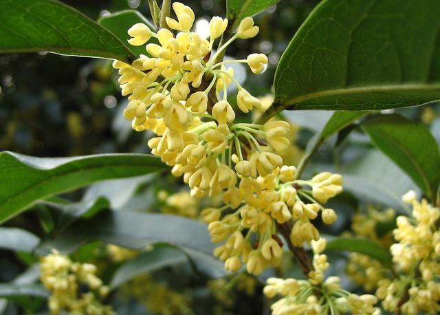 李清照|李清照指责《离骚》的词，大胆创新，其中一句大气磅礴，传唱千年