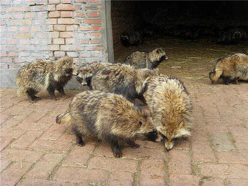 小伙外出散步无意发现一只四不像凑近一看吓懵了