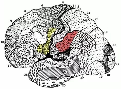 张含韵|酸甜土妹变轻熟美人的张含韵，大脑这个地方和常人不一样？