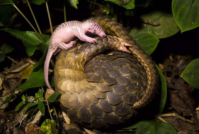 说起穿山甲,或许你想到的是鬼吹灯里的"分山掘子甲",或许是葫芦娃里的