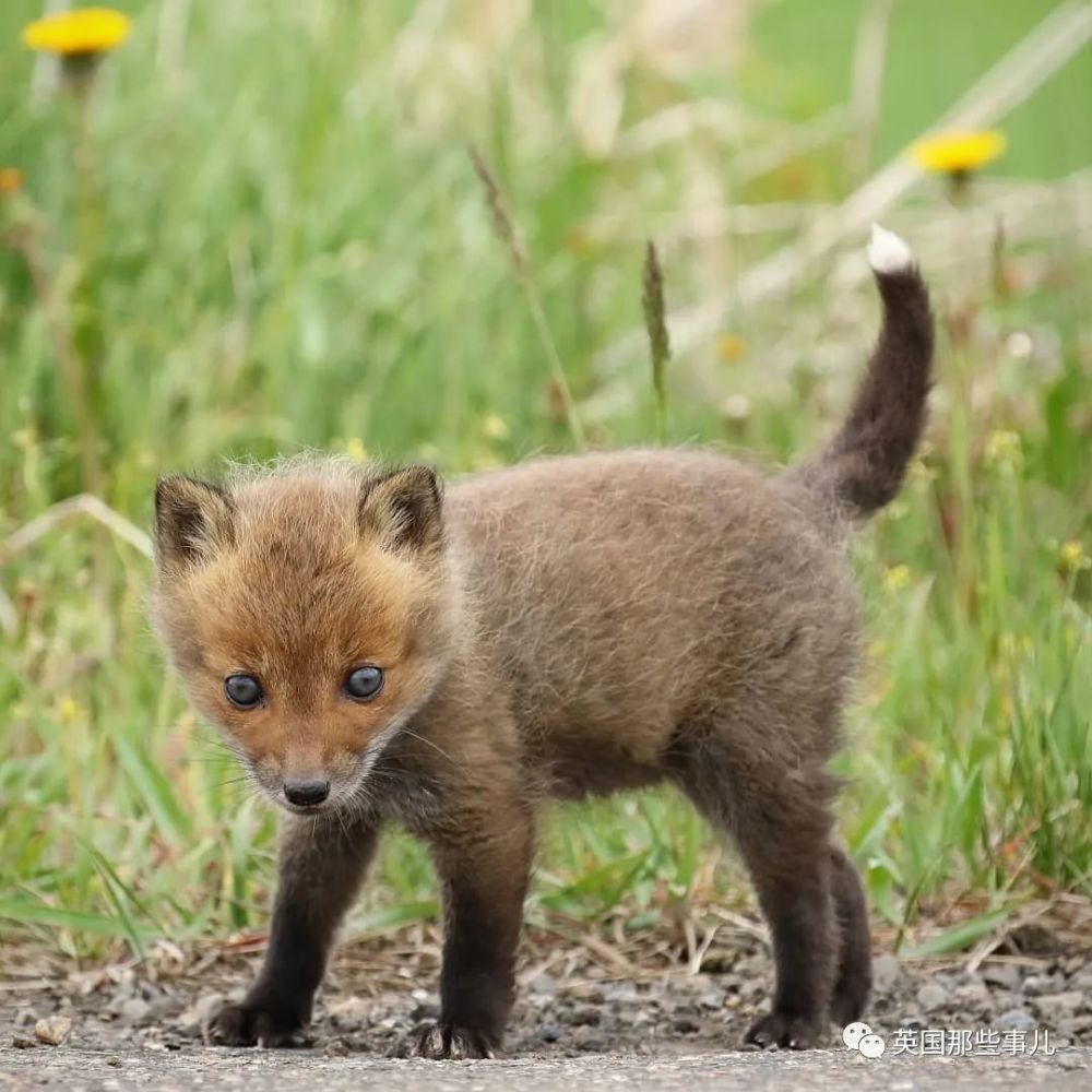北海道户外摄影师她镜头下小狐狸各种可爱各好吸啊