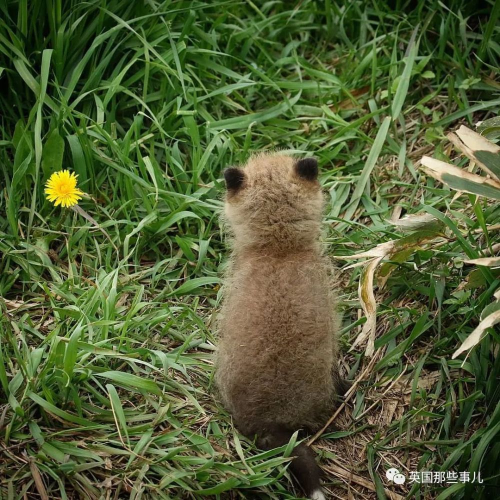 北海道户外摄影师,她镜头下小狐狸,各种可爱各好吸啊
