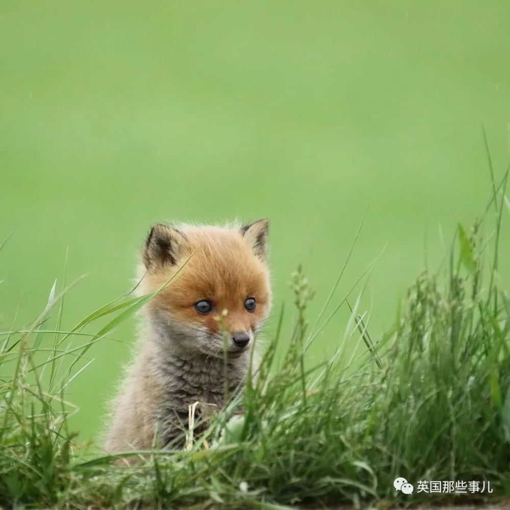 北海道户外摄影师她镜头下小狐狸各种可爱各好吸啊