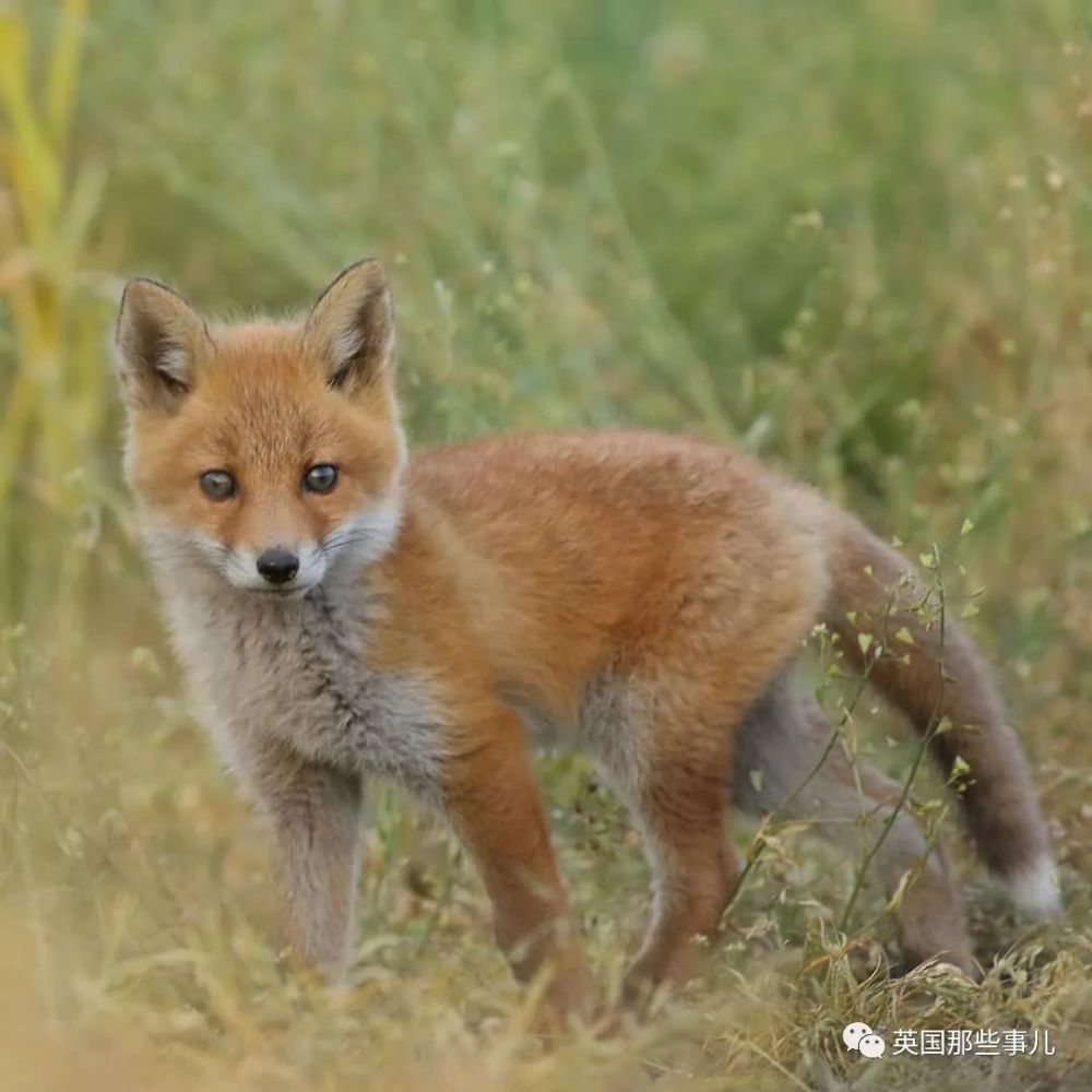 北海道户外摄影师她镜头下小狐狸各种可爱各好吸啊