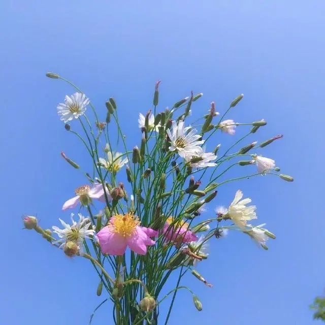 鼓励自己的优美网络句子 努力上进 阳光唯美 腾讯新闻