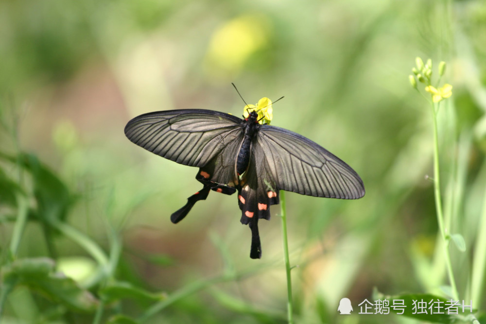 会飞的花朵虫国的佳丽最美丽的昆虫之一蝴蝶