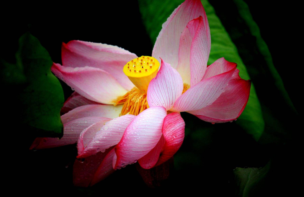 杨万里|杨万里做美梦被雨吵醒，写下首词，通篇如诗如画，钱钟书赞叹不已