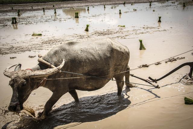西周中后期,随着"铁犁牛耕"的普遍使用,社会生产力得以发展,大量农民