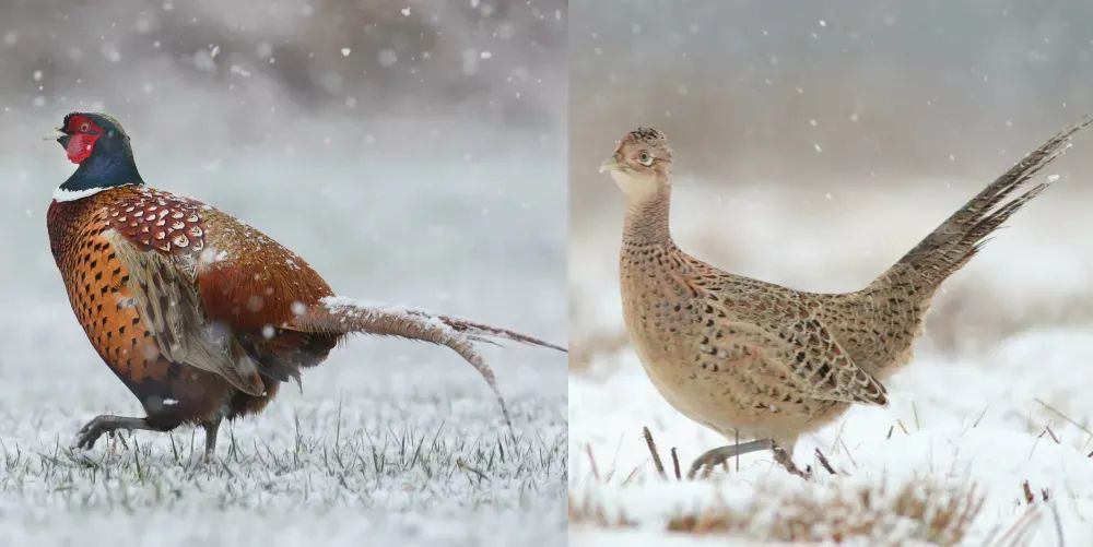 雄性|动物的雄性和雌性，差别能有多大？