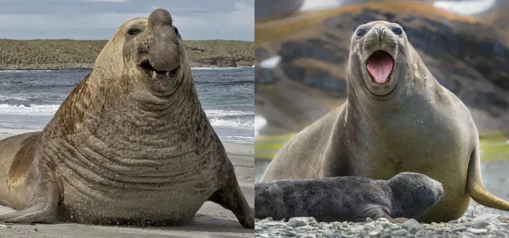 雄性|动物的雄性和雌性，差别能有多大？