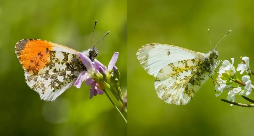 雄性|动物的雄性和雌性，差别能有多大？