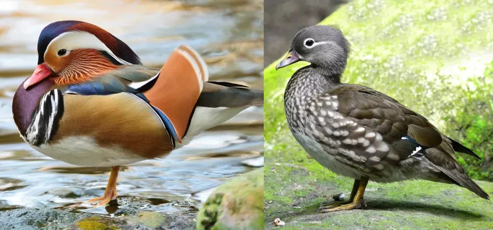 雄性|动物的雄性和雌性，差别能有多大？