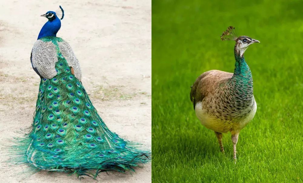 雄性|动物的雄性和雌性，差别能有多大？