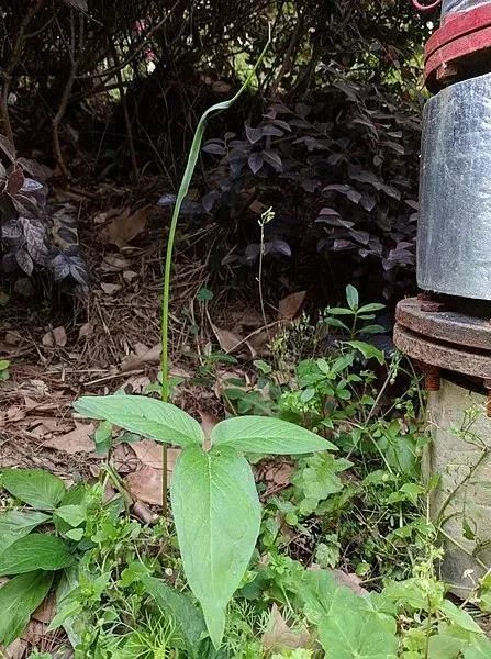半夏|长得像眼镜蛇，别名叫蝎子草，它可真的不好惹