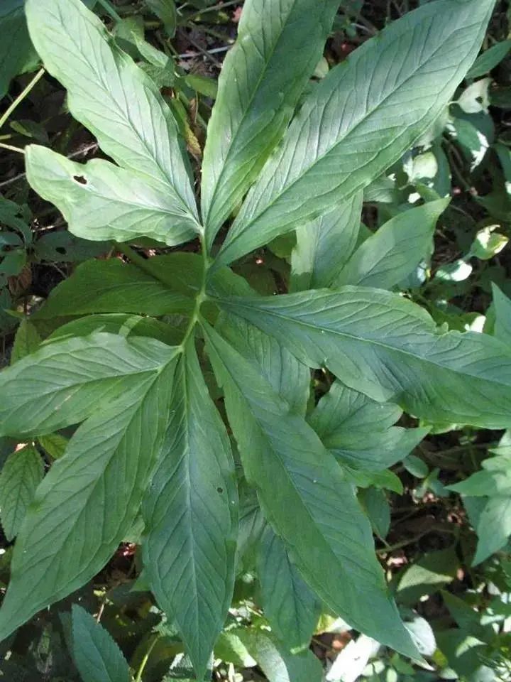 半夏|长得像眼镜蛇，别名叫蝎子草，它可真的不好惹