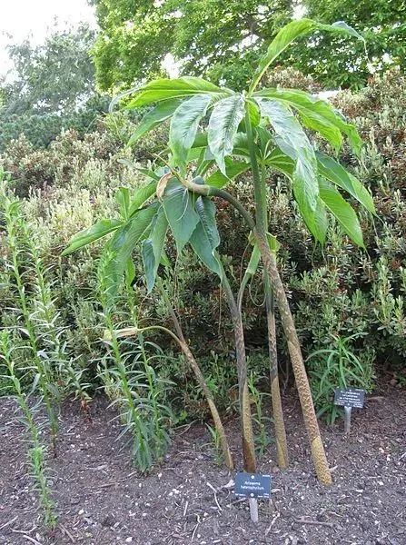 半夏|长得像眼镜蛇，别名叫蝎子草，它可真的不好惹