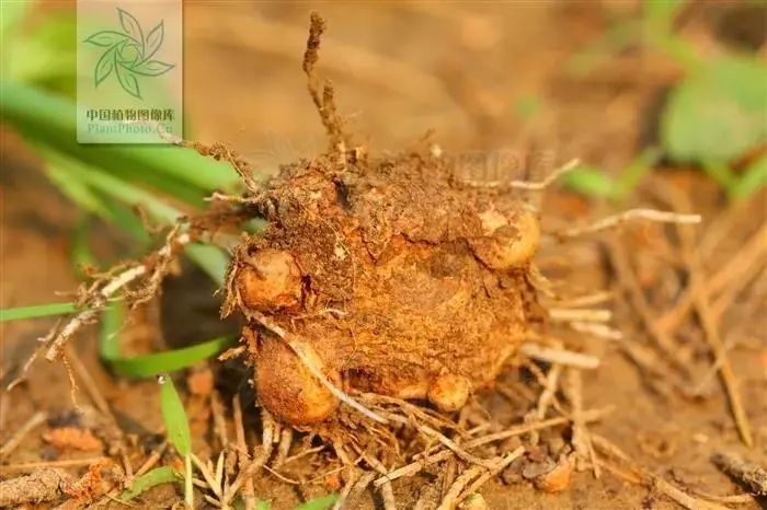 半夏|长得像眼镜蛇，别名叫蝎子草，它可真的不好惹