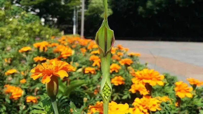 半夏|长得像眼镜蛇，别名叫蝎子草，它可真的不好惹
