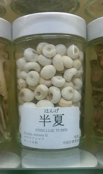 半夏|长得像眼镜蛇，别名叫蝎子草，它可真的不好惹