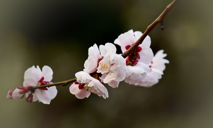 三十年来寻剑客|老和尚偶见一树桃花后，悟出了这首妙诗，28字无一生僻却千年难解