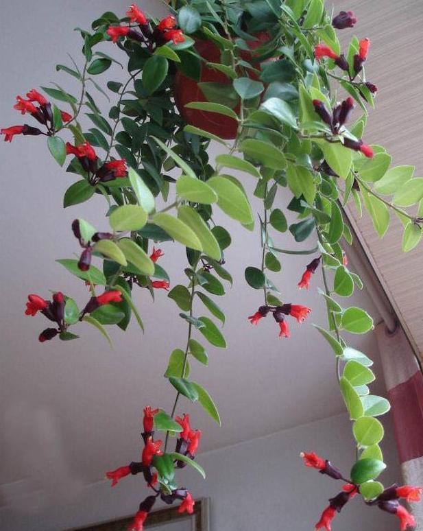 盆栽口红花,该如何延长花期?达到3个条件就好了