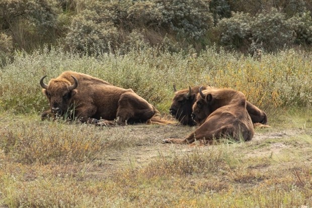 野牛|已消失6000年的野牛将重返英国，一种消失13.6万年的鸟也出现了