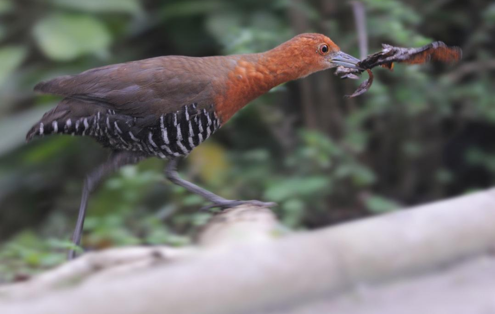 野牛|已消失6000年的野牛将重返英国，一种消失13.6万年的鸟也出现了