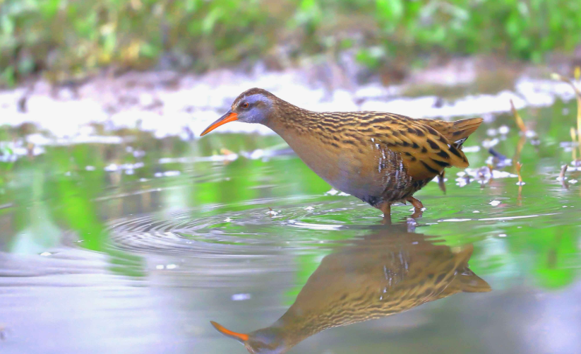 野牛|已消失6000年的野牛将重返英国，一种消失13.6万年的鸟也出现了