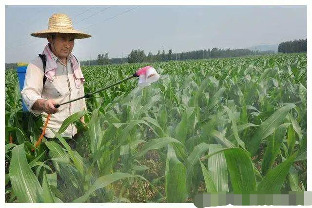 玉米|玉米地里草有没有必要拔？说出来你都不一定会信，涨知识了