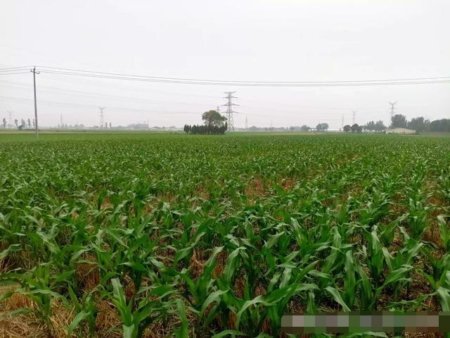 玉米|玉米地里草有没有必要拔？说出来你都不一定会信，涨知识了