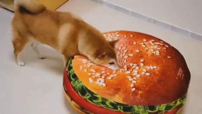 "看到这只柴的狗窝后,我家狗子当场哭了!