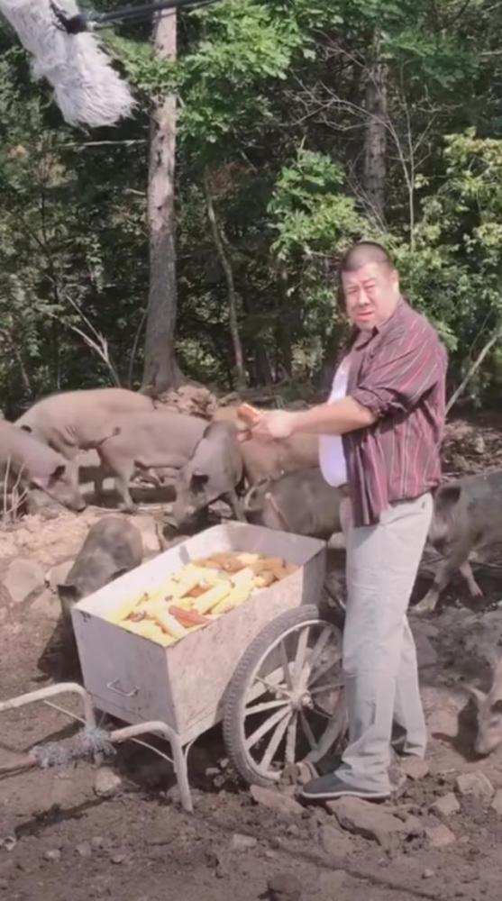 大秦哥|著名男演员如今沦落到养猪？戏红人不红太可悲，直接进猪圈掰玉米