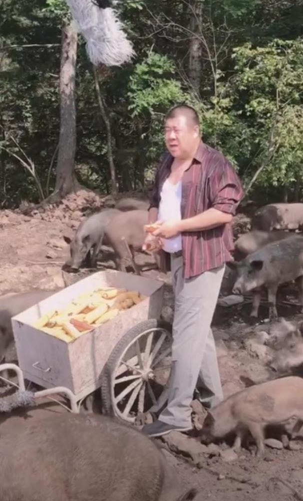大秦哥|著名男演员如今沦落到养猪？戏红人不红太可悲，直接进猪圈掰玉米