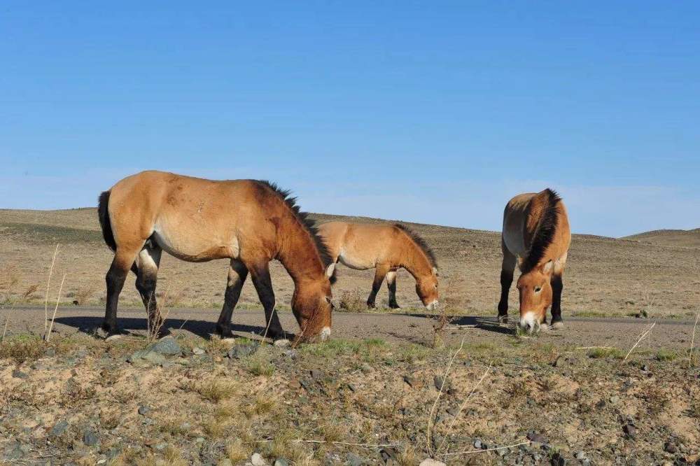马掌|驯养的马要定期修马蹄，野马为什么不用？