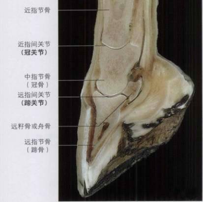 马掌|驯养的马要定期修马蹄，野马为什么不用？