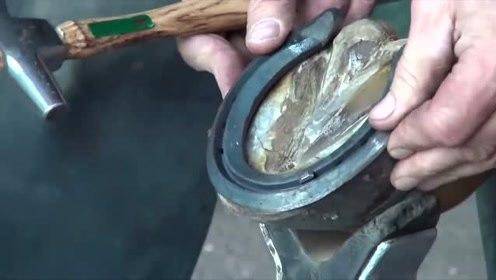 马掌|驯养的马要定期修马蹄，野马为什么不用？