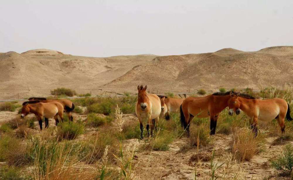 马掌|驯养的马要定期修马蹄，野马为什么不用？