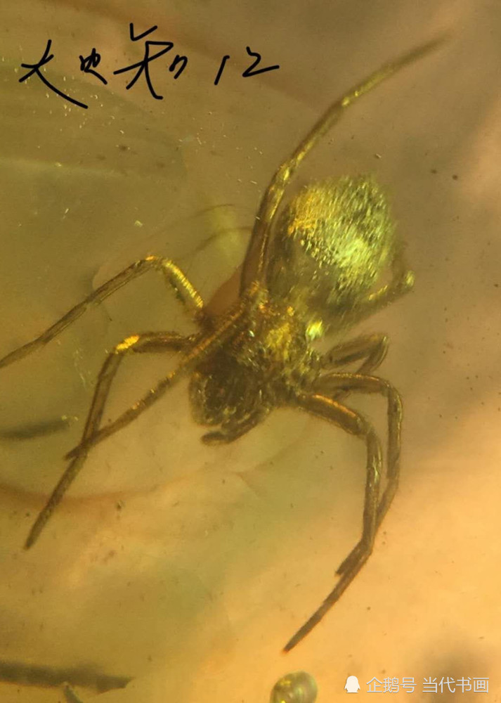 蜘蛛|蜘蛛能让“屋”上树——说说琥珀包裹体中蜘蛛的趣事