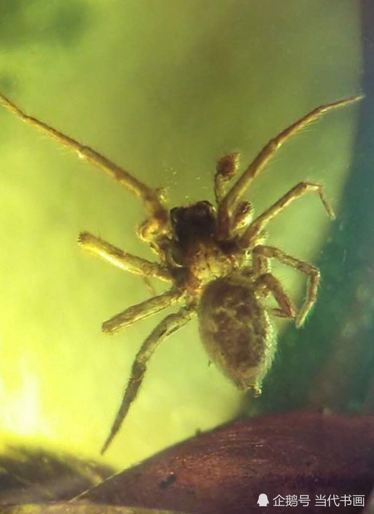 蜘蛛|蜘蛛能让“屋”上树——说说琥珀包裹体中蜘蛛的趣事