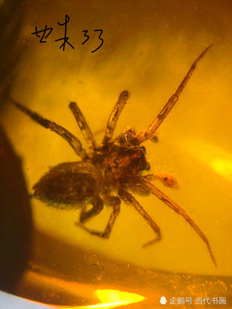 蜘蛛|蜘蛛能让“屋”上树——说说琥珀包裹体中蜘蛛的趣事