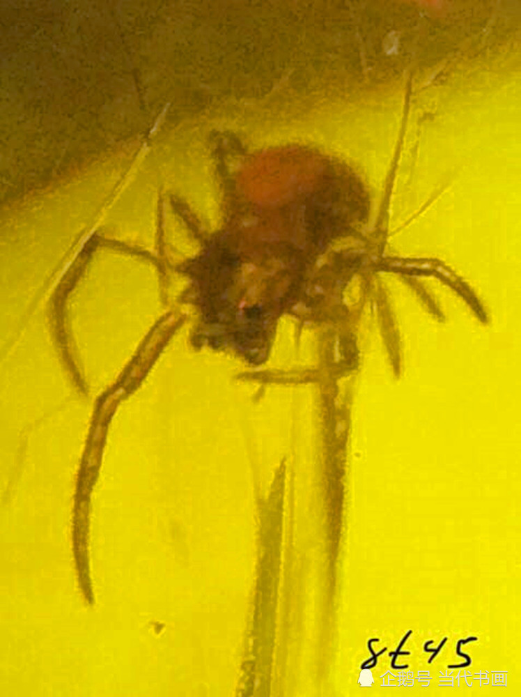 蜘蛛|蜘蛛能让“屋”上树——说说琥珀包裹体中蜘蛛的趣事