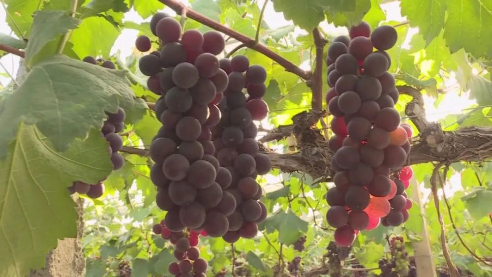【致富有道】富硒葡萄香满园,科学管理出效益