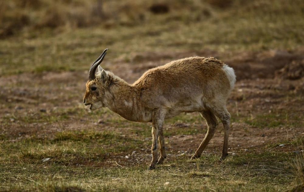 大熊猫|人快饿死的情况下吃了熊猫，要坐牢吗？