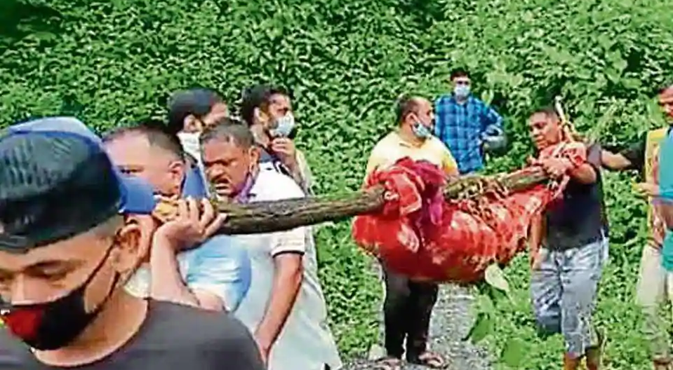 猎豹|12岁女孩回家路上突遇猎豹，被当场撕咬致死