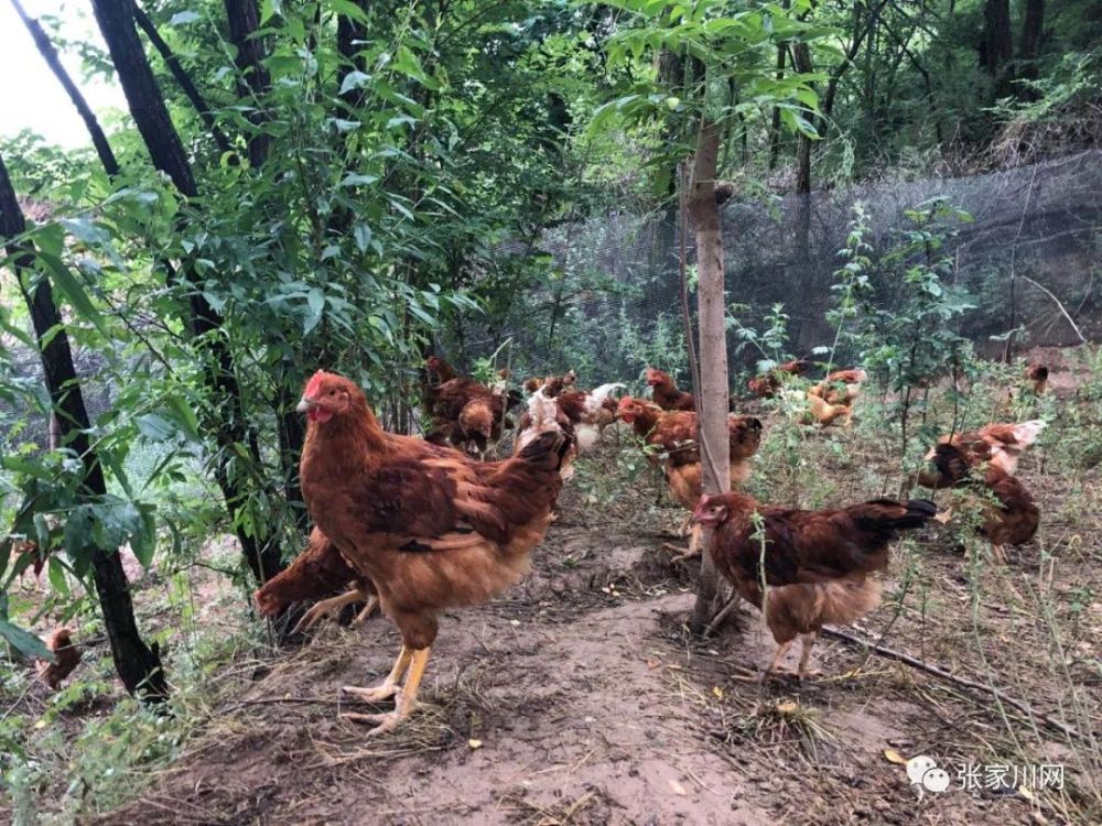 原生態山林散養土雞正宗跑山雞為健康而生這就是你想要的健康生活