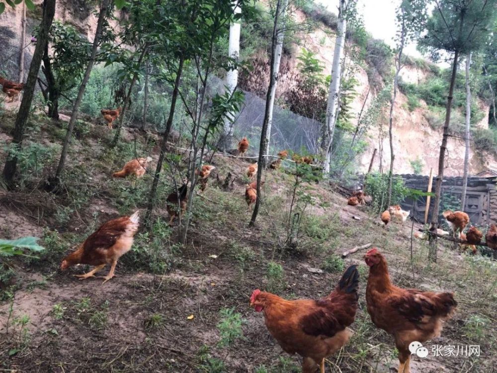 原生態山林散養土雞正宗跑山雞為健康而生這就是你想要的健康生活