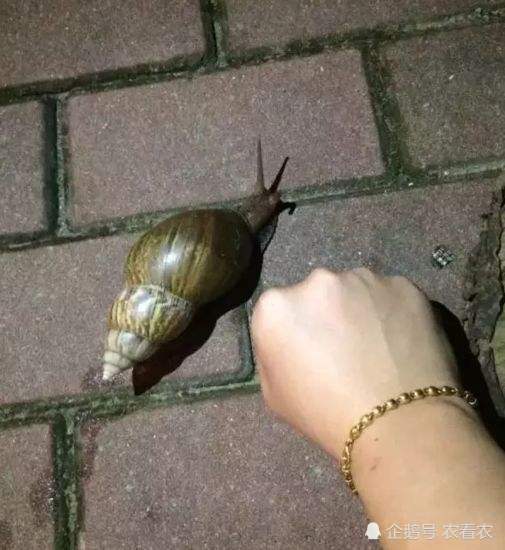 非洲大蜗牛|吃水泥能充饥，曾给美国造成危机，如今我国泛滥成灾，吃货也无奈